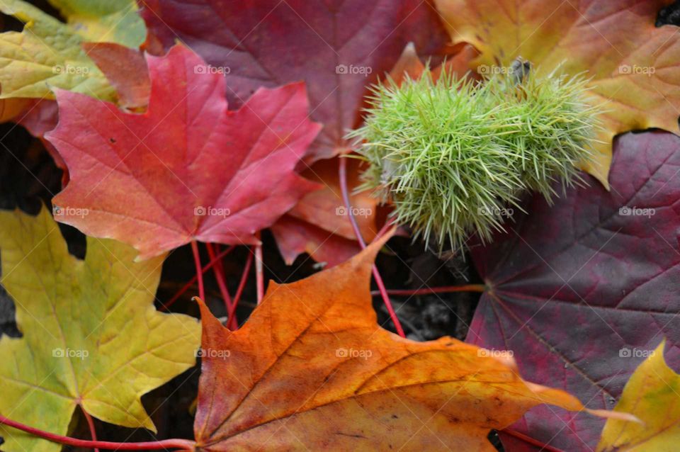 autumn colors. bit of colors of autumn