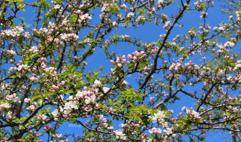 Cherry blossom tree branches, spring in Skåne, Sweden