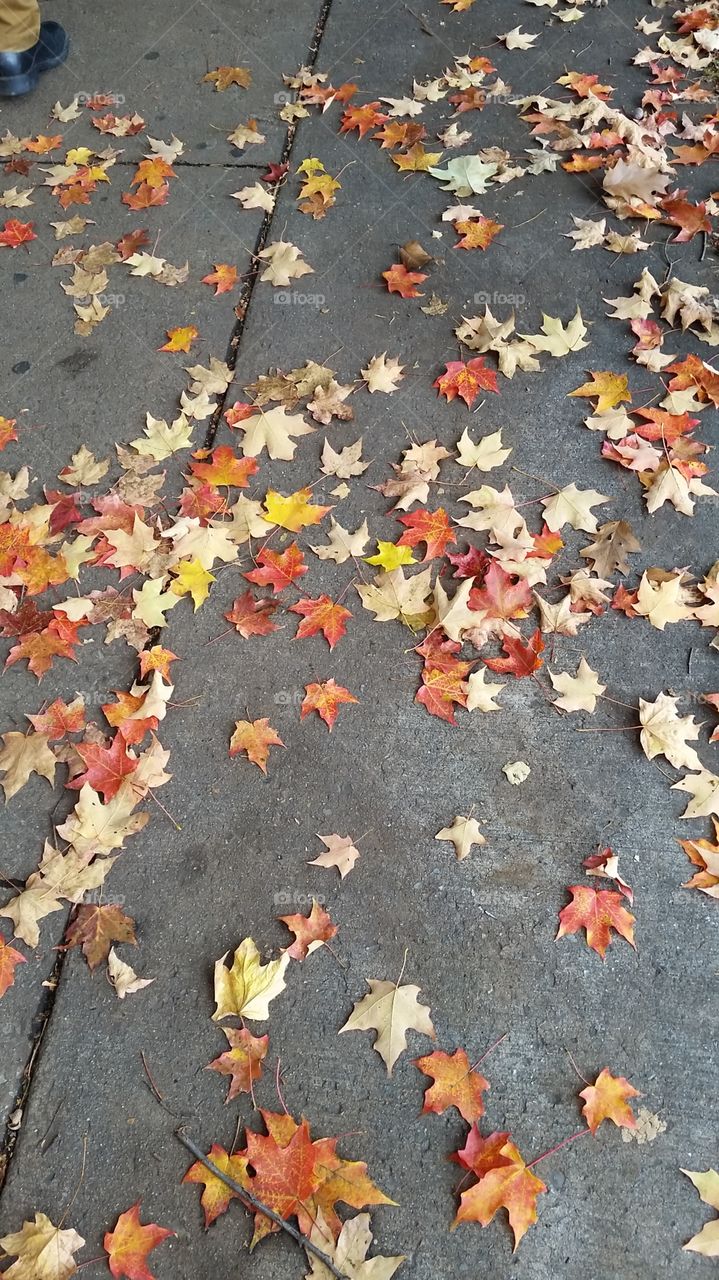 Sidewalk Leaves. Leaves falling on the sidewalk on campus in Pennsylvania