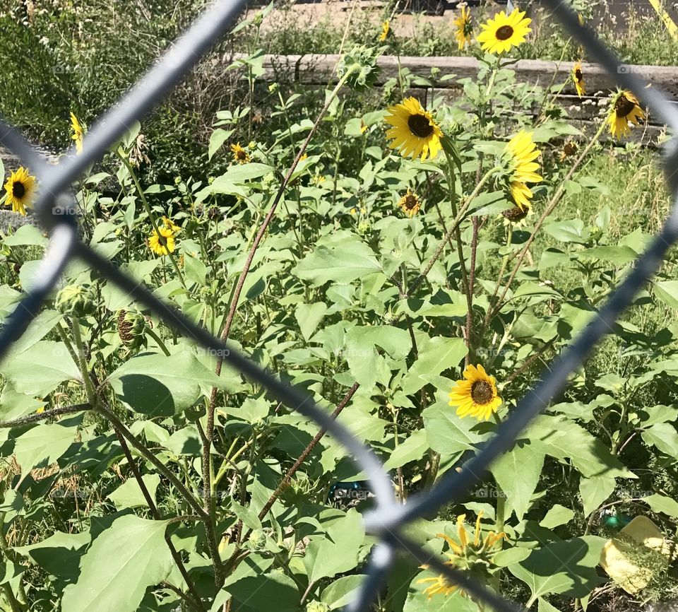 Sunflower fence