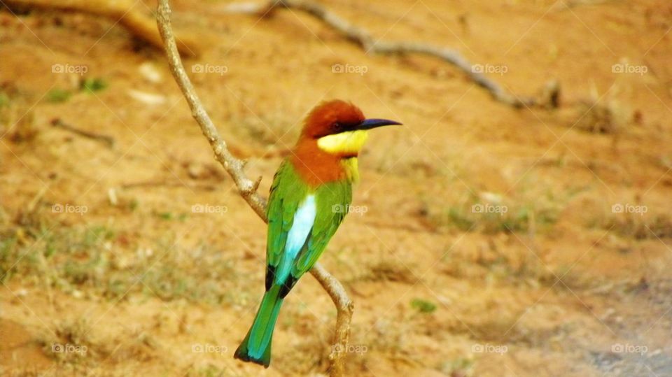 Ceylon, bee eater