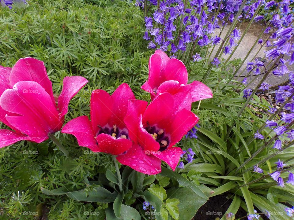 Tulpenblüten nach einem Regenschauer