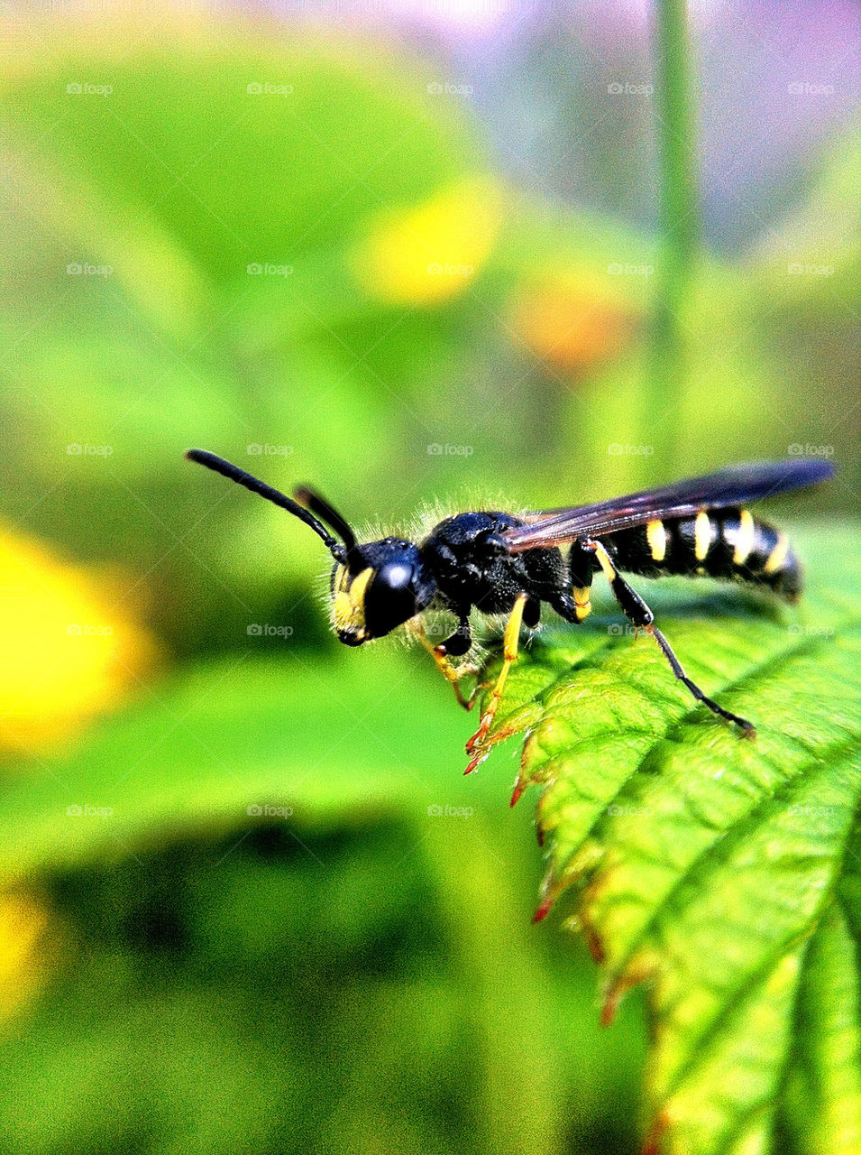 Close-up of insect on leaf