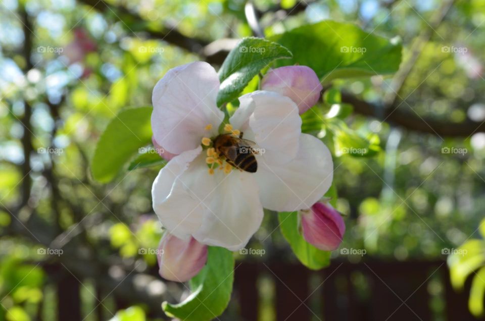 Bee at work in spring on apple blossom