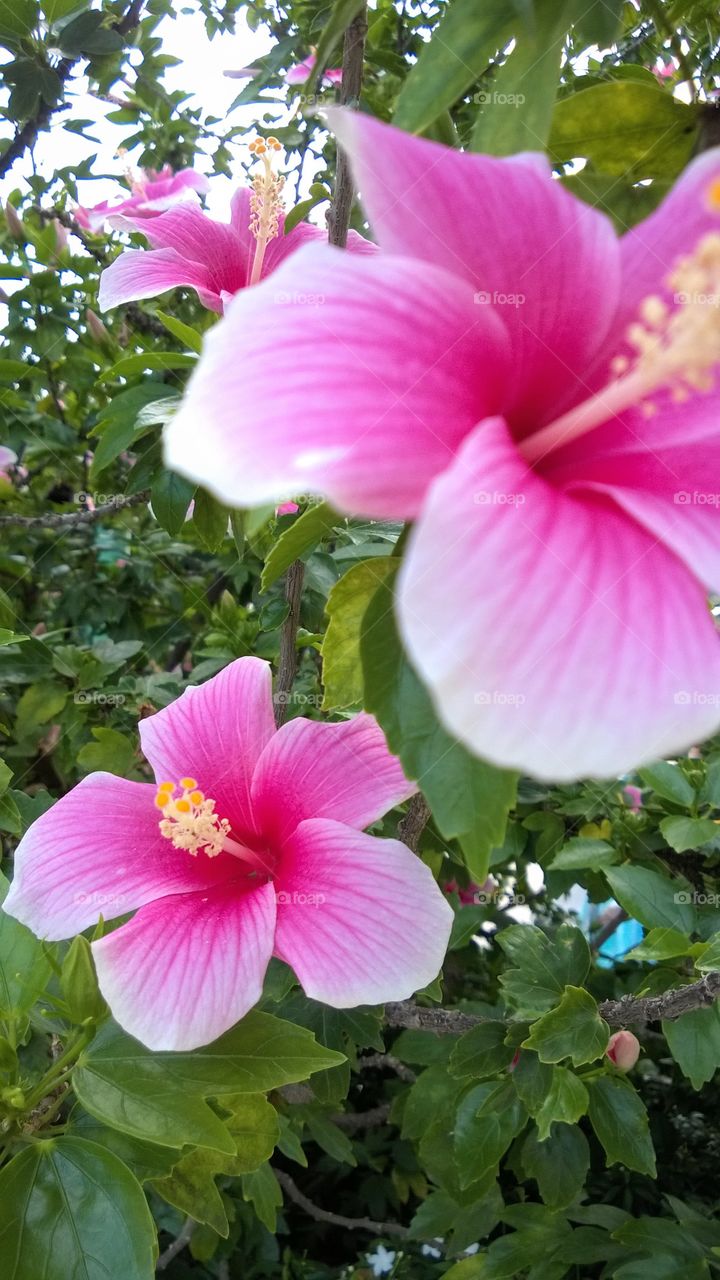 Pink hibiscus or chinese rose with select focus