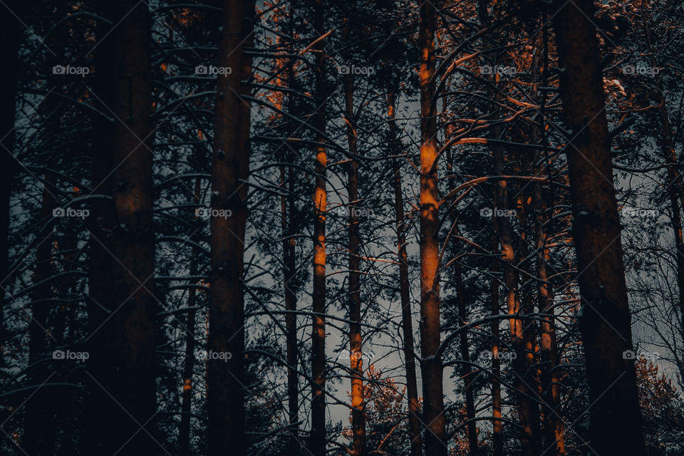 Forest, frozen lake and tranquility