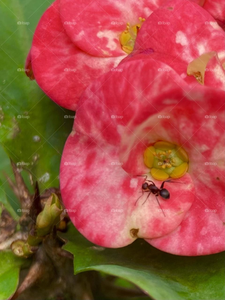 A large ant crawls along a pink flower in tropical Costa Rica.