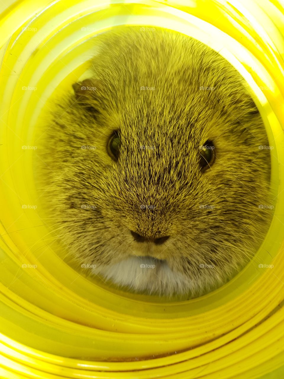 guinea pig in tunnel