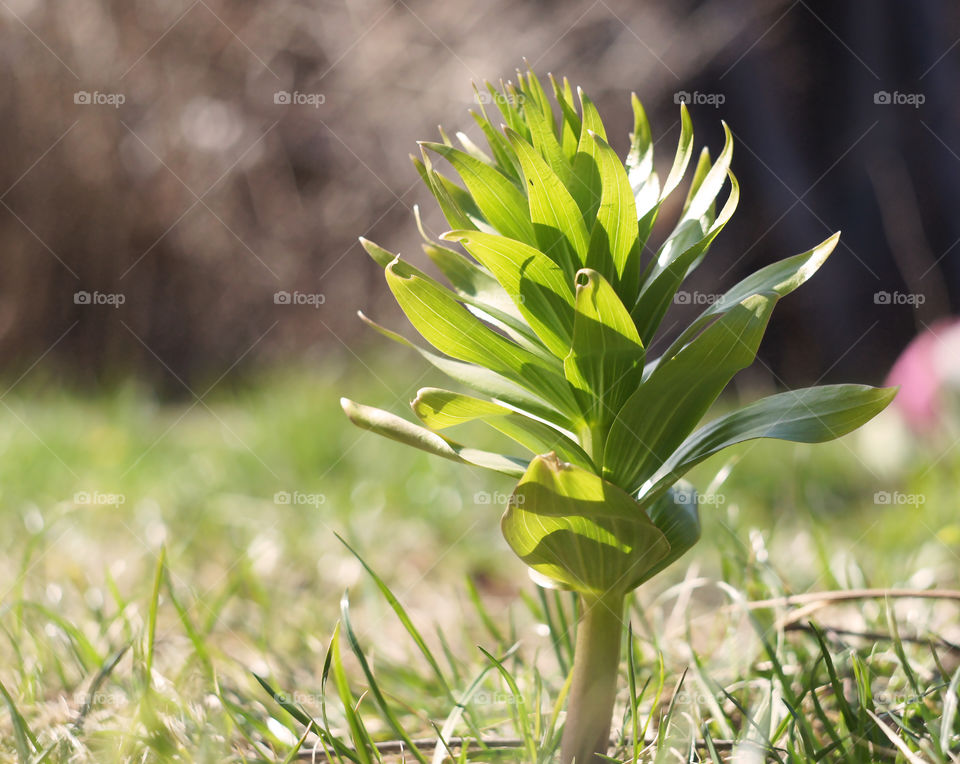morning spring flowers as the start of new life