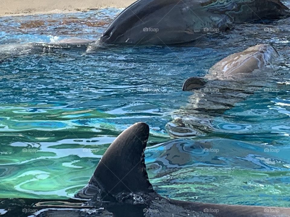 FL themeparks find VIDEOS @selsacamacho TICTOK @Selsa_Susanna IG or https://www.facebook.com/selsa.susanna YouTube Selsa_Susanna mail: 1700 Celebration Blvd, unit 1019, Celebration, FL 34747