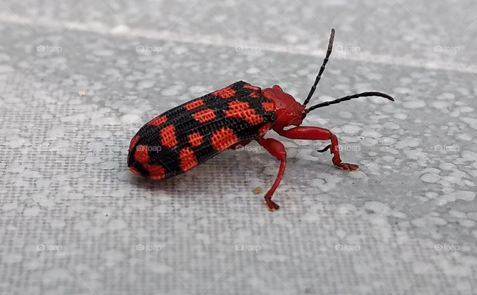Red Insect