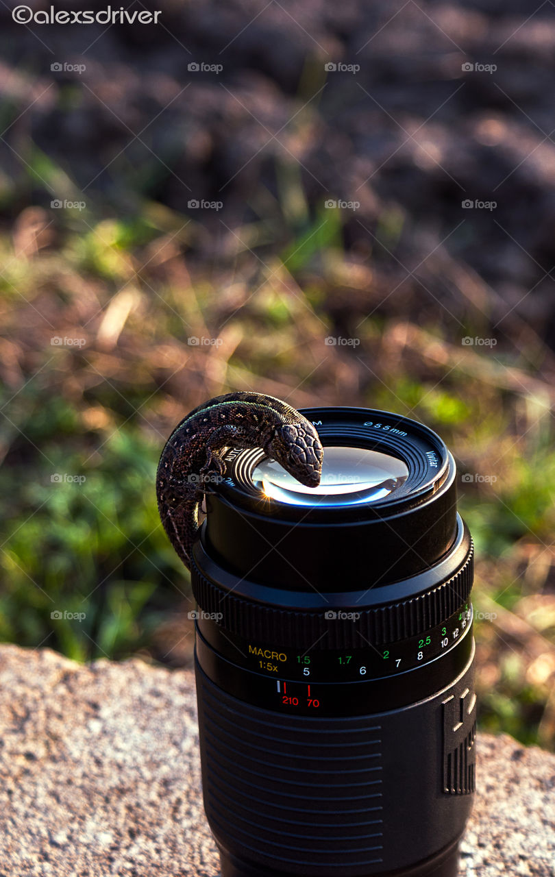 wild reptile on lens