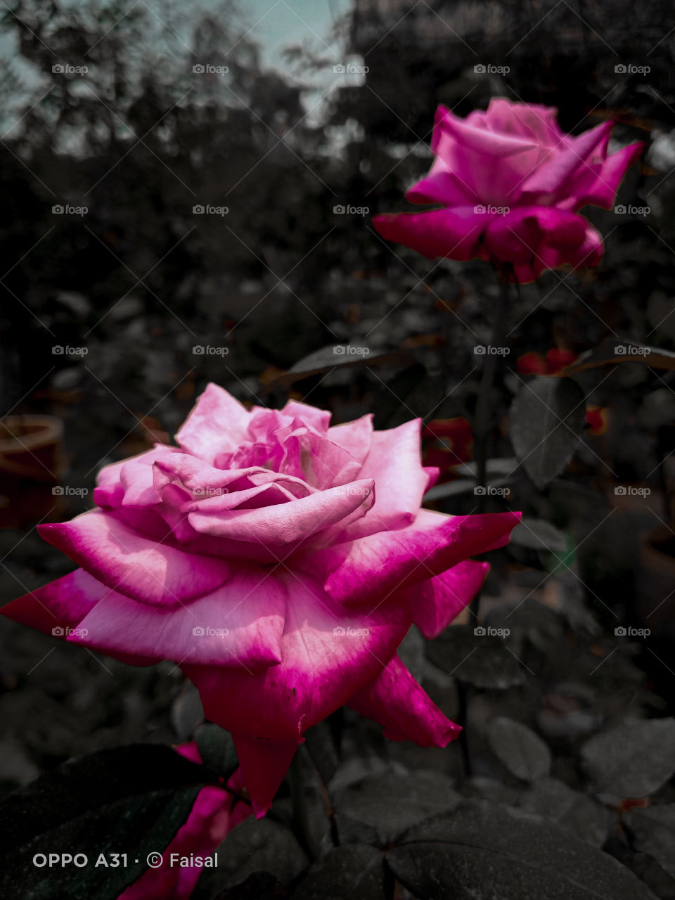 There are so mony flowers ! but mostly   I love Rose 🌹💚✨