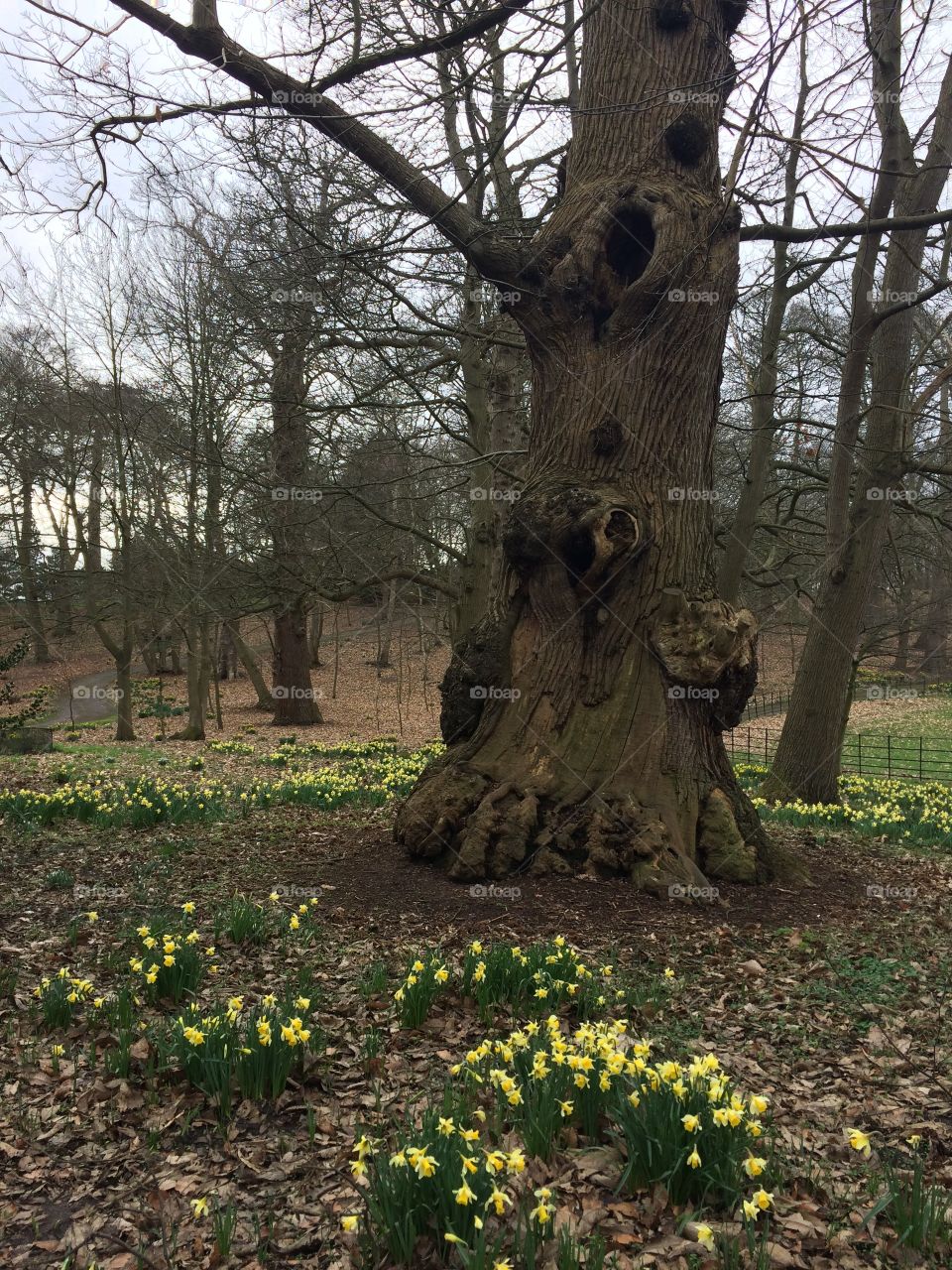 Daffodils in the woods at Painshill, Cobham, Surrey, England.