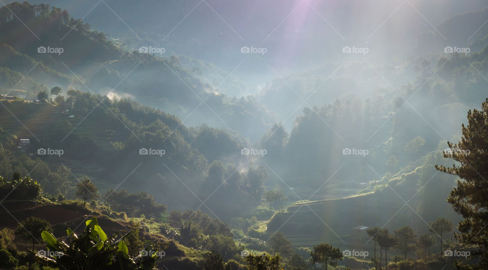 Trees in fog