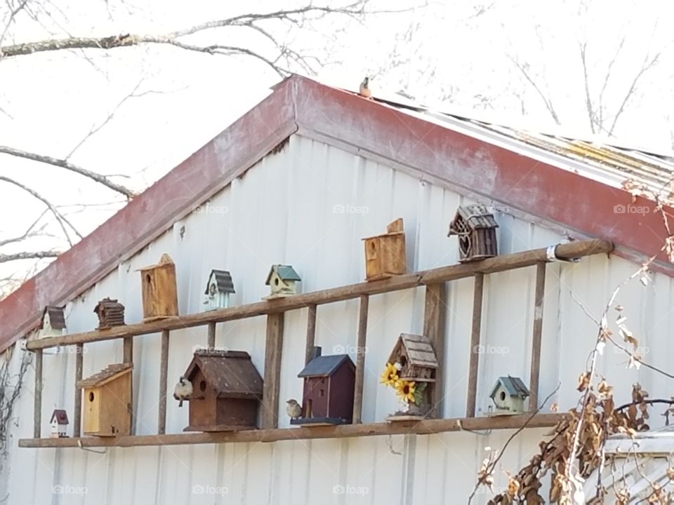Finished my spring project.  one hour after finishing the birds are checking it out.