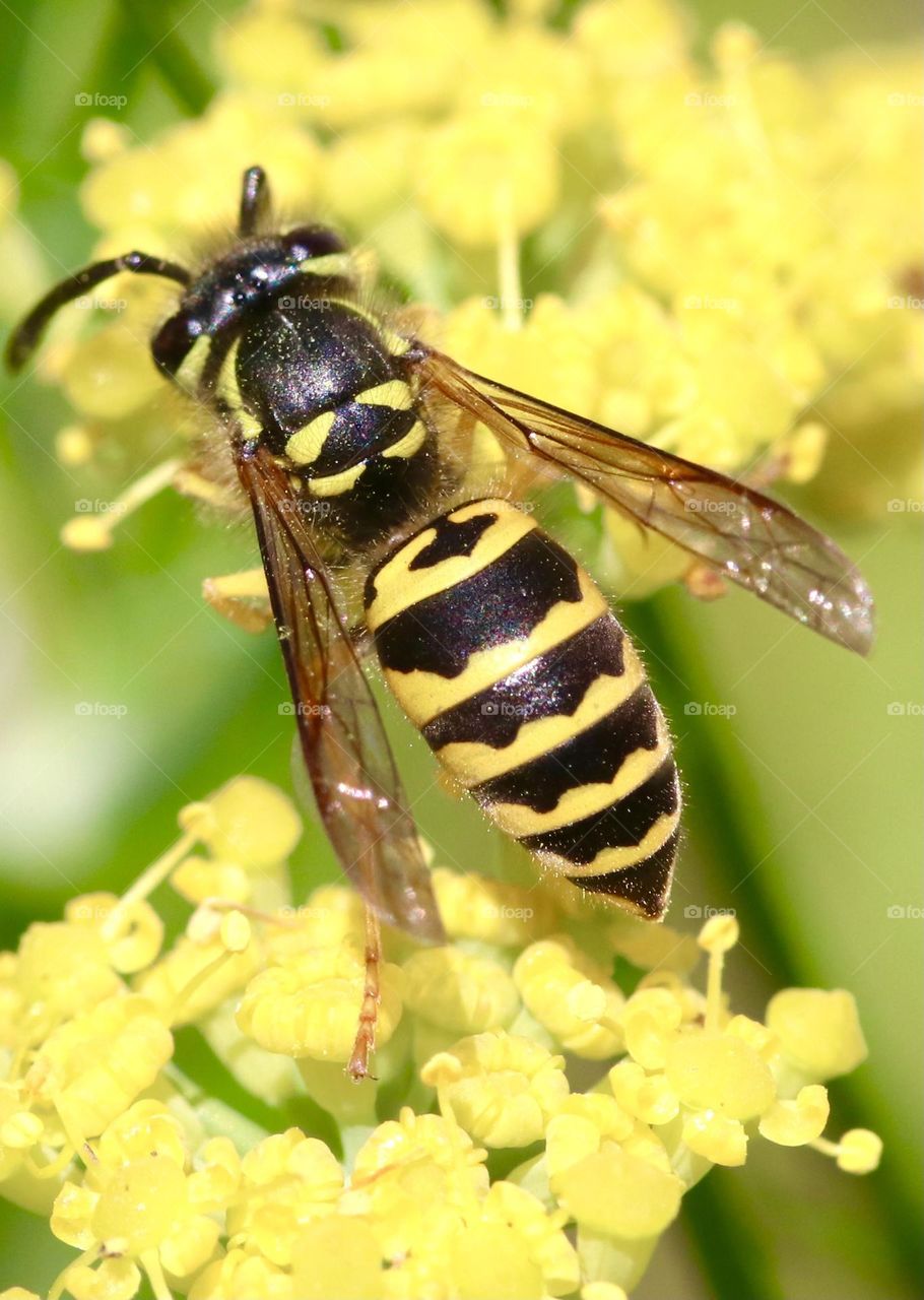 Hornet on a yellow flower macro