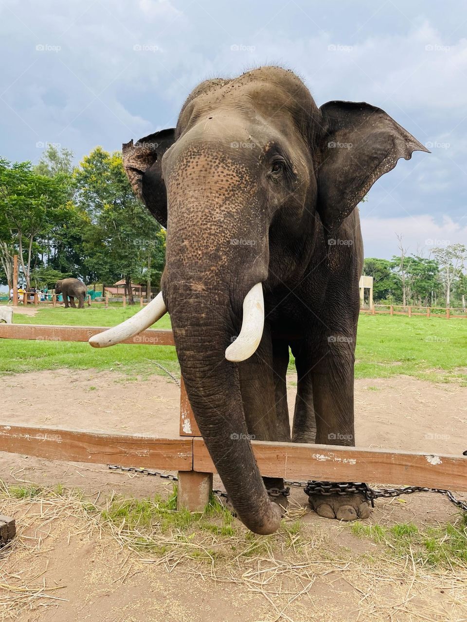 Capturing the essence of wildlife through this regal elephant.