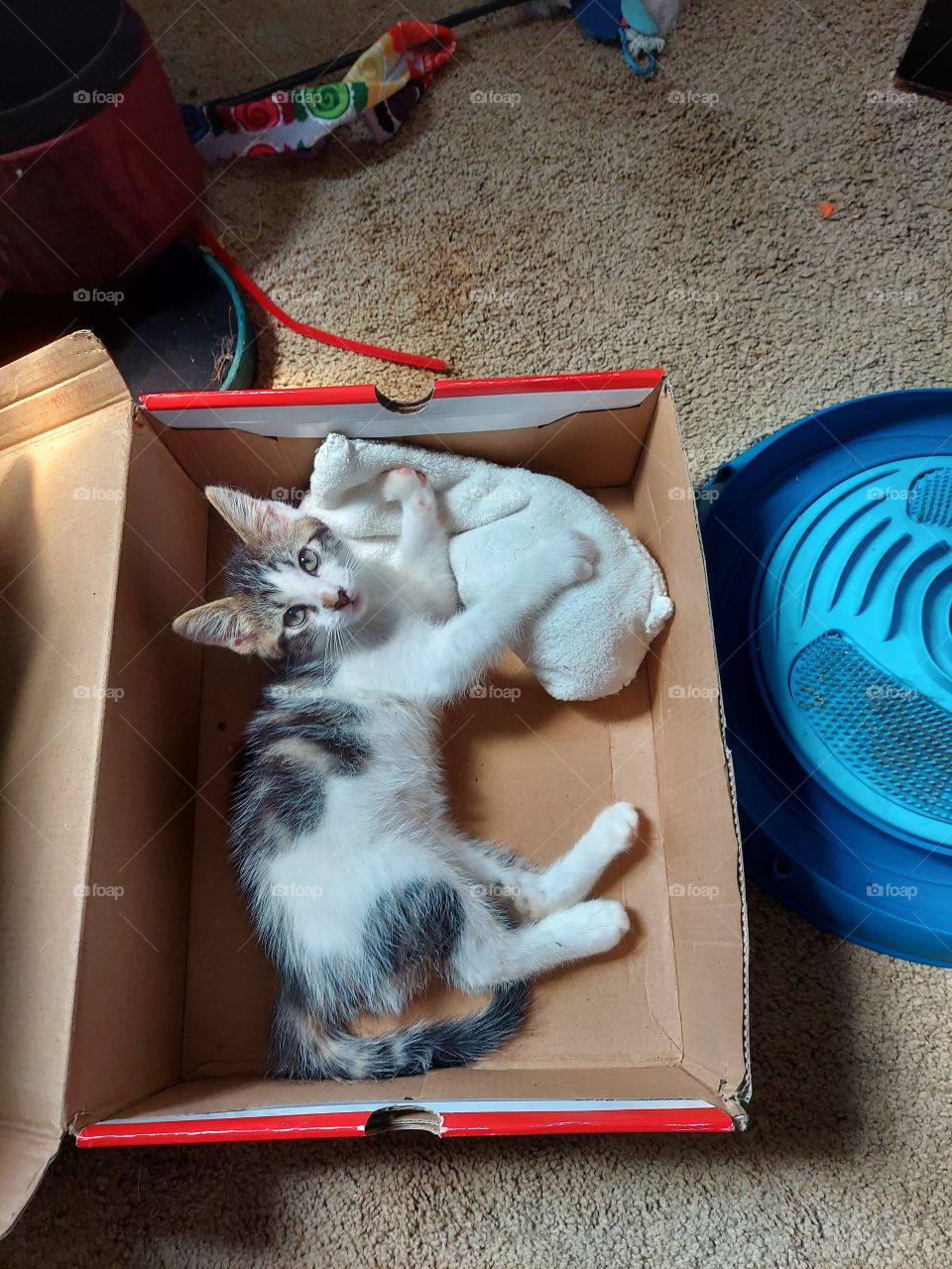kitten laying in a box