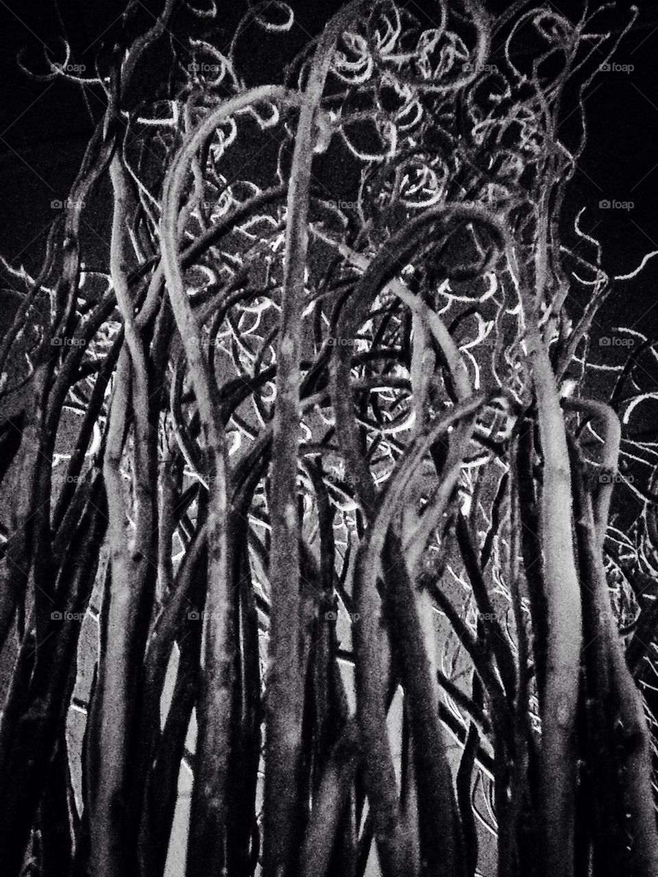 Black-and-white twisted branches