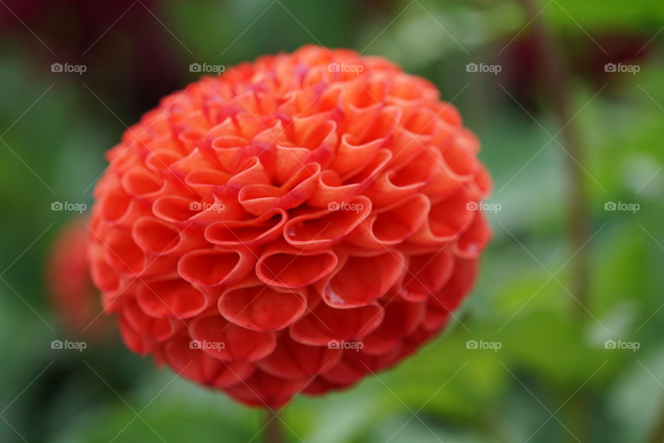 Chose to shoot this flower as it stood out with its rich orangey/red colourway … taken in my sister-in-laws allotment 