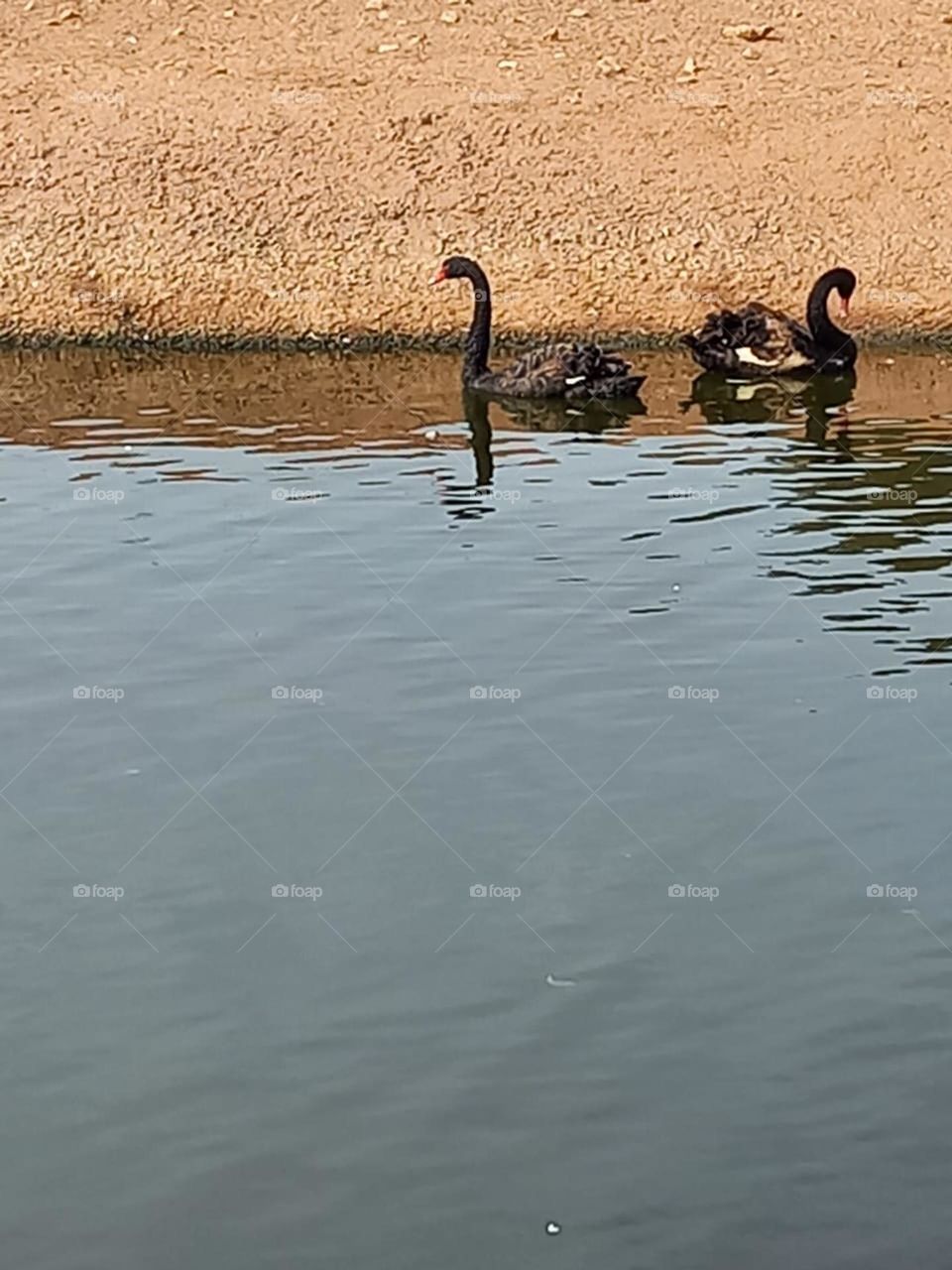 Two ducks in the river