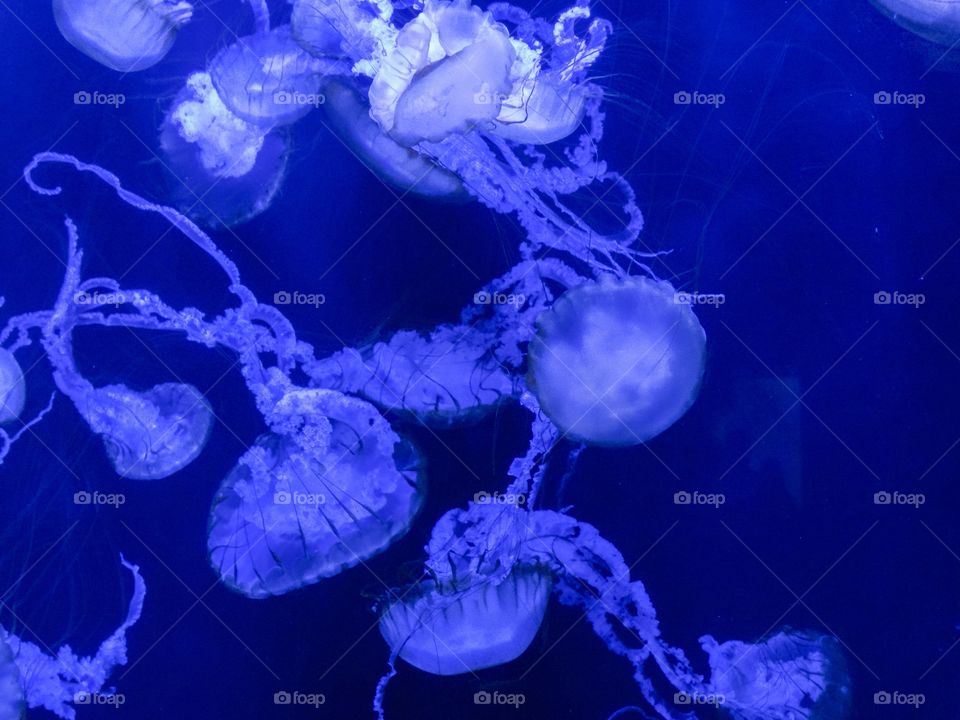 Jellyfish