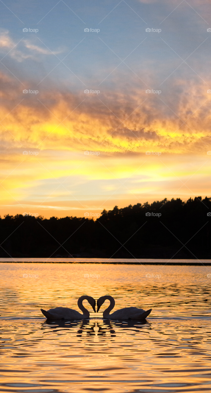 Beautiful view in the spring sunset with swans