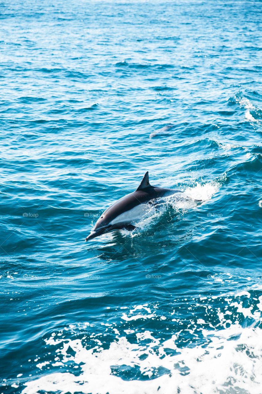 aquatic wildlife dolphin swimming in the surface of sea