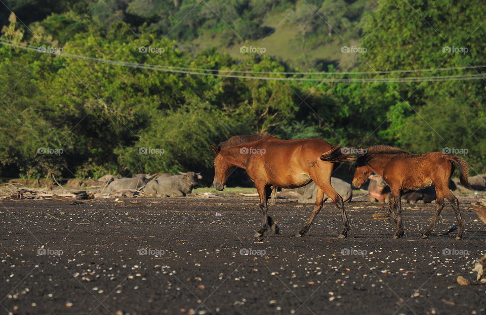 Walking on horse to move for slowly at the lowland of estuarya , sea for mud . More than looking for rest before the human's keeper reach them for the cage , and got more enrichment . Such as : freshy grass , or just vitamin of mammals .