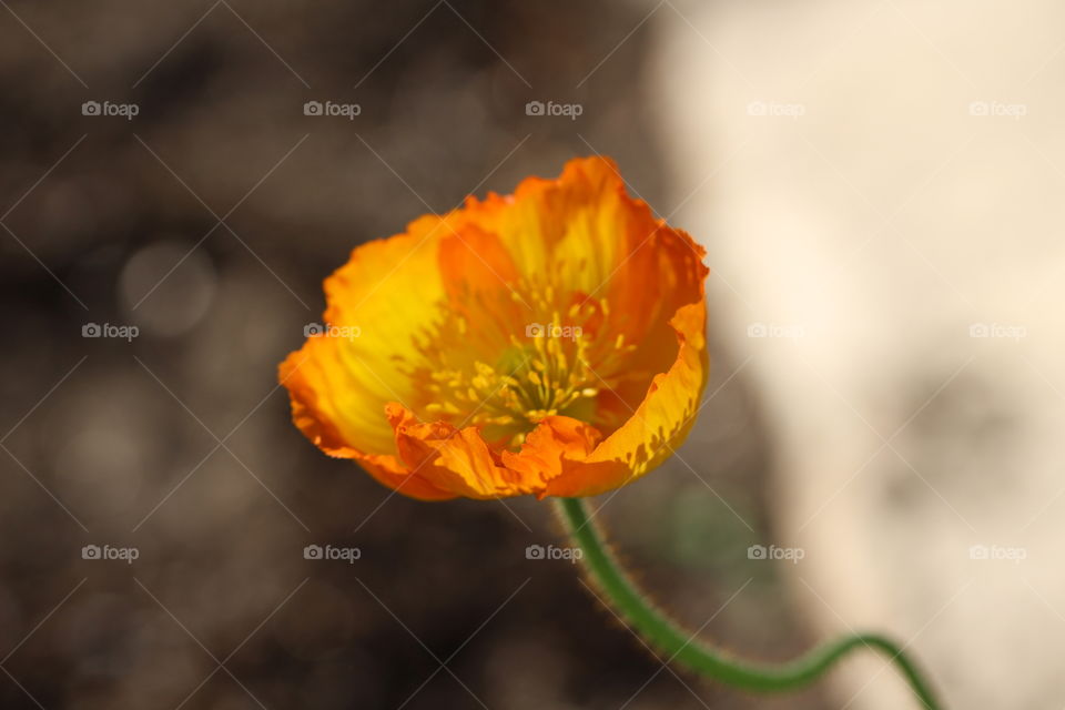 Orange poppy