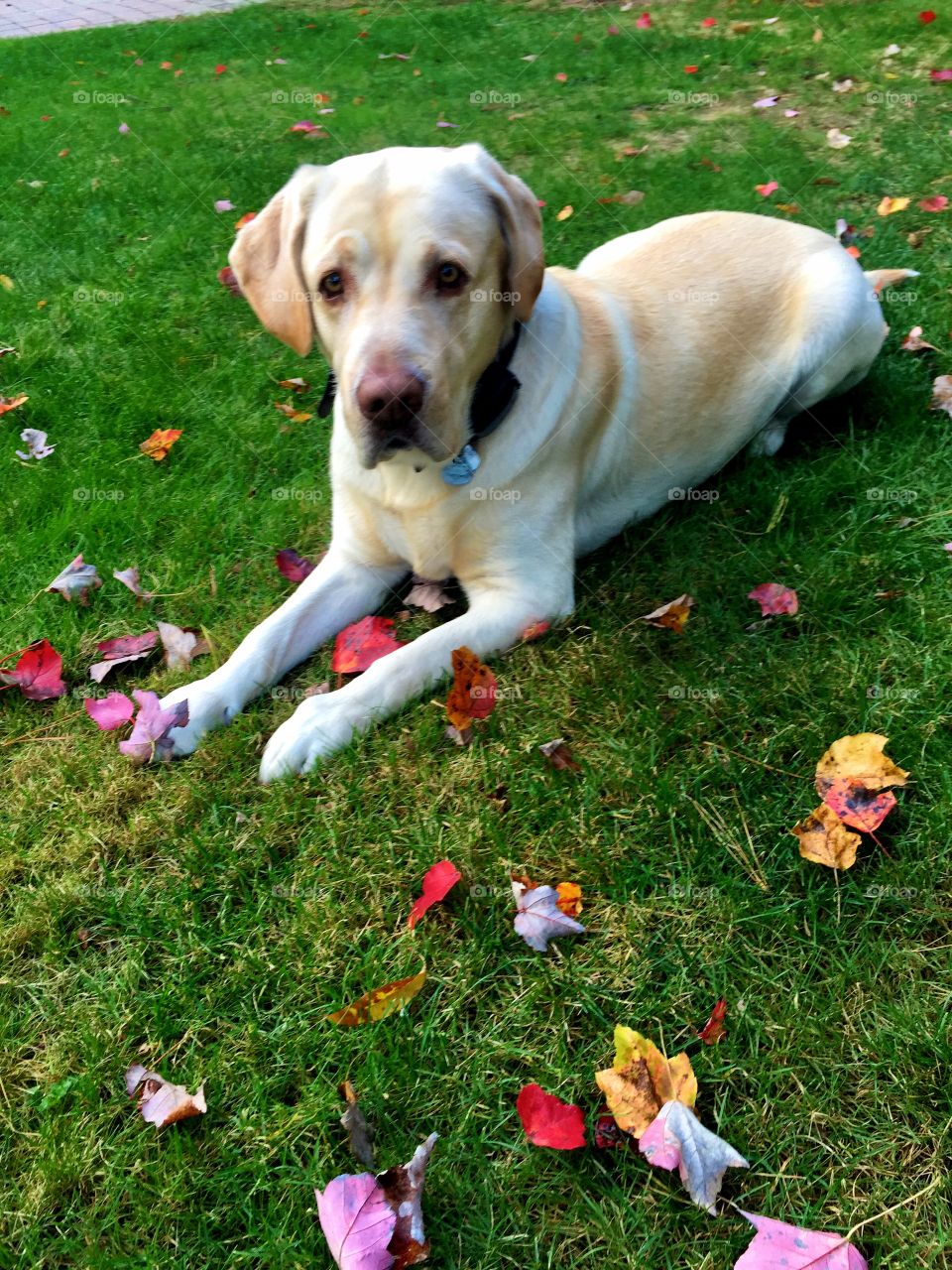 Yellow lab