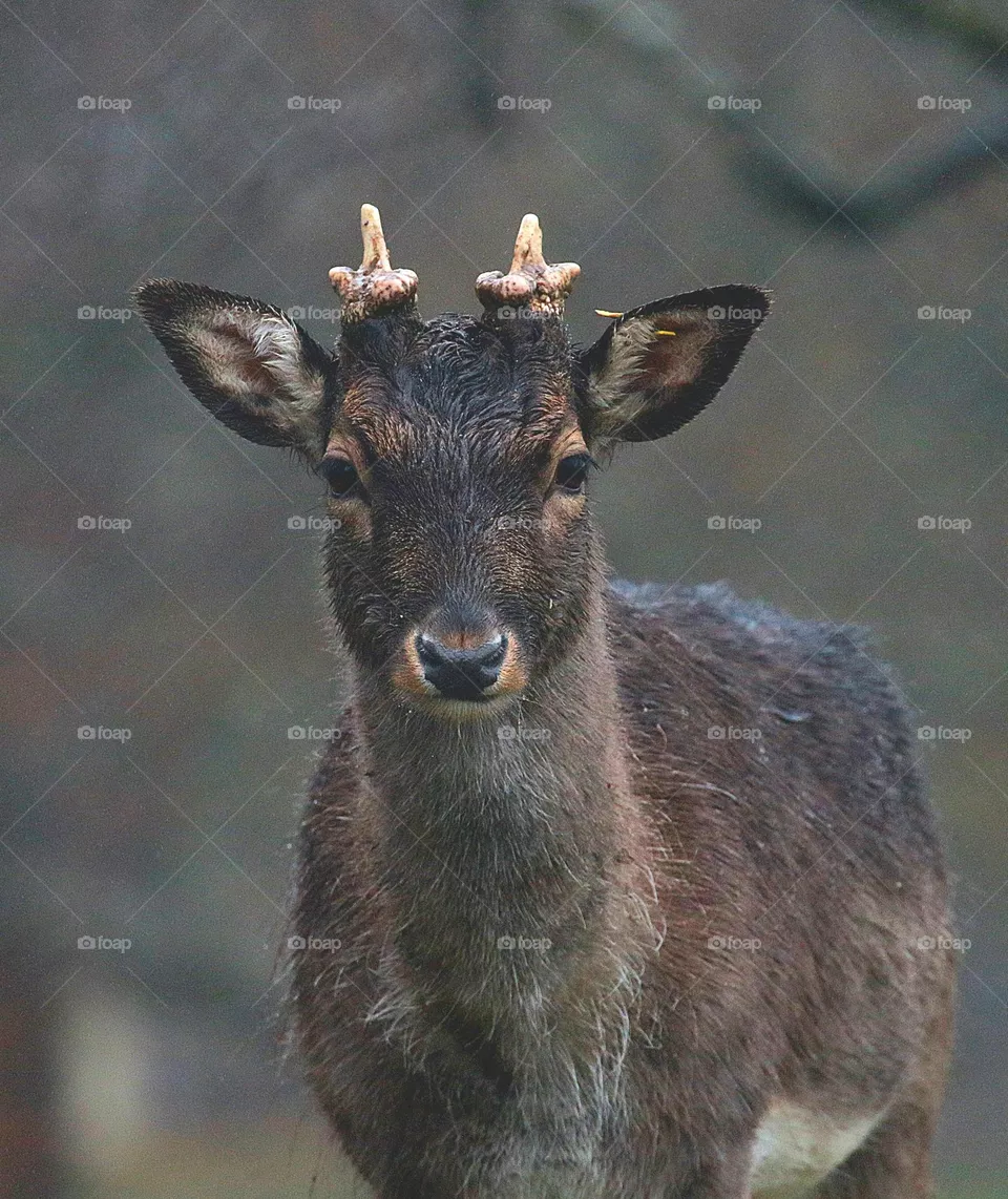 Portrait eines Rehs