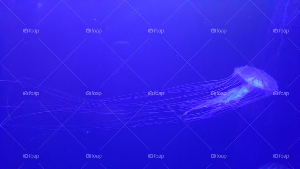 jellyfish