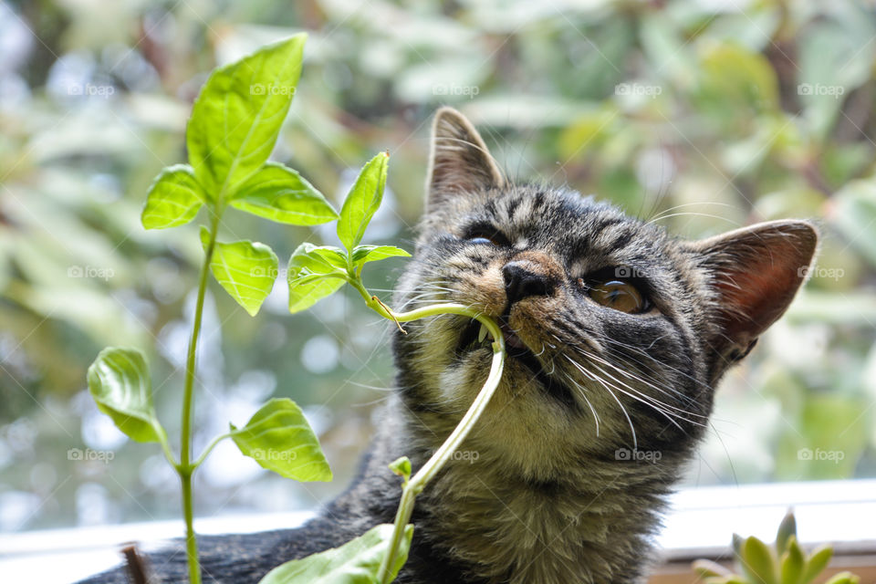 A kitten explores plants