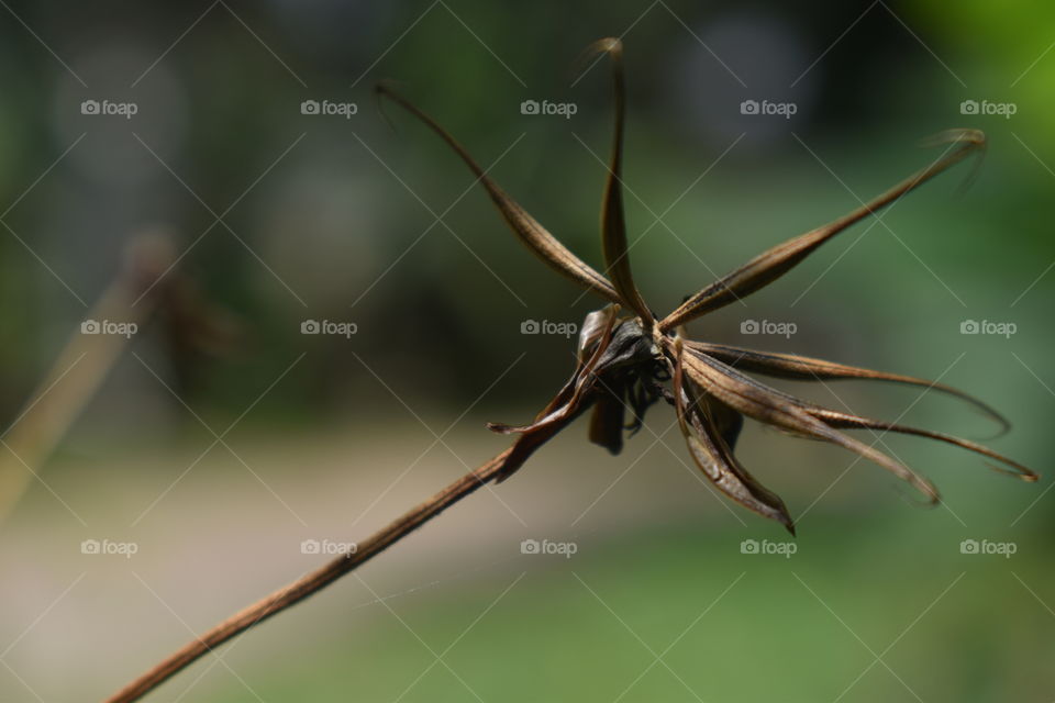 dried seeds in autumn