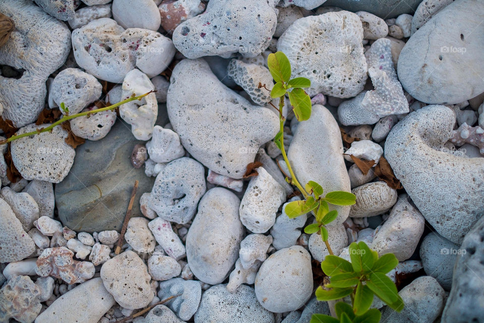 Leaves on stone