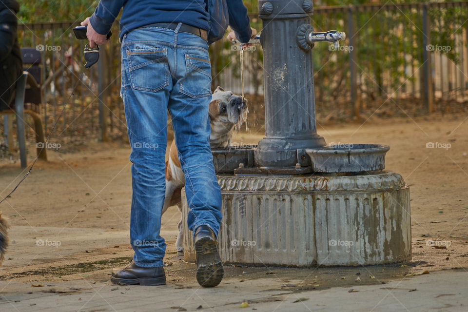 Dog drinking water with his pet owner