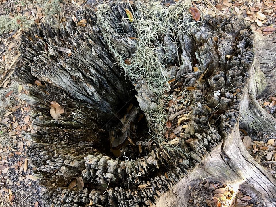 The ancient weathered tree trunk now provides sanctuary for small lizards and insects in addition to providing stimulation to the eye.