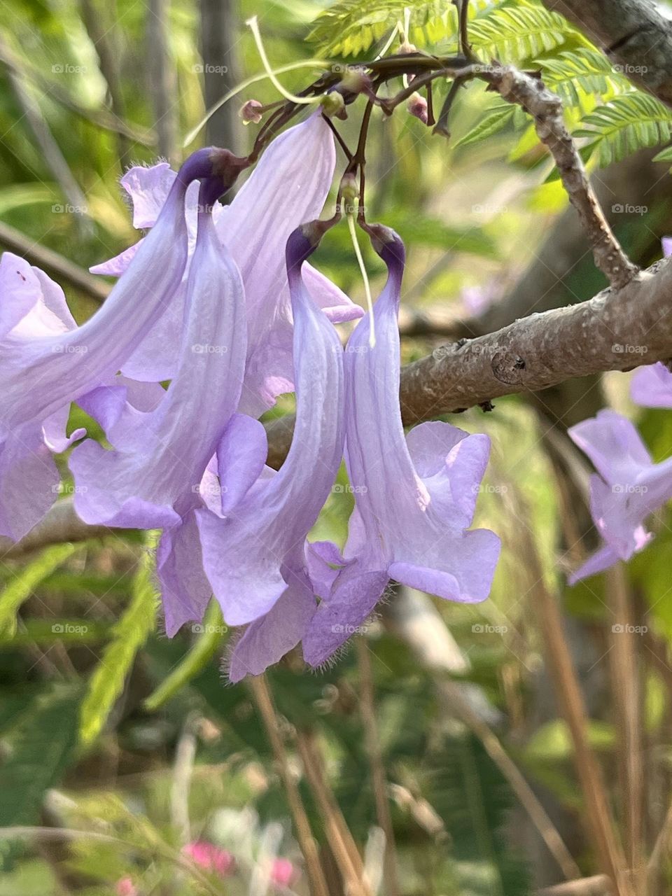 Plants around us,My garden @ upcountry ( Thailand)