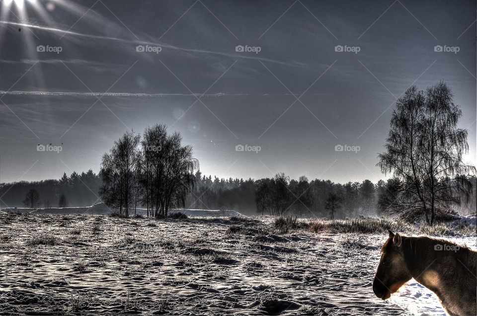 Horse in Winter landscape