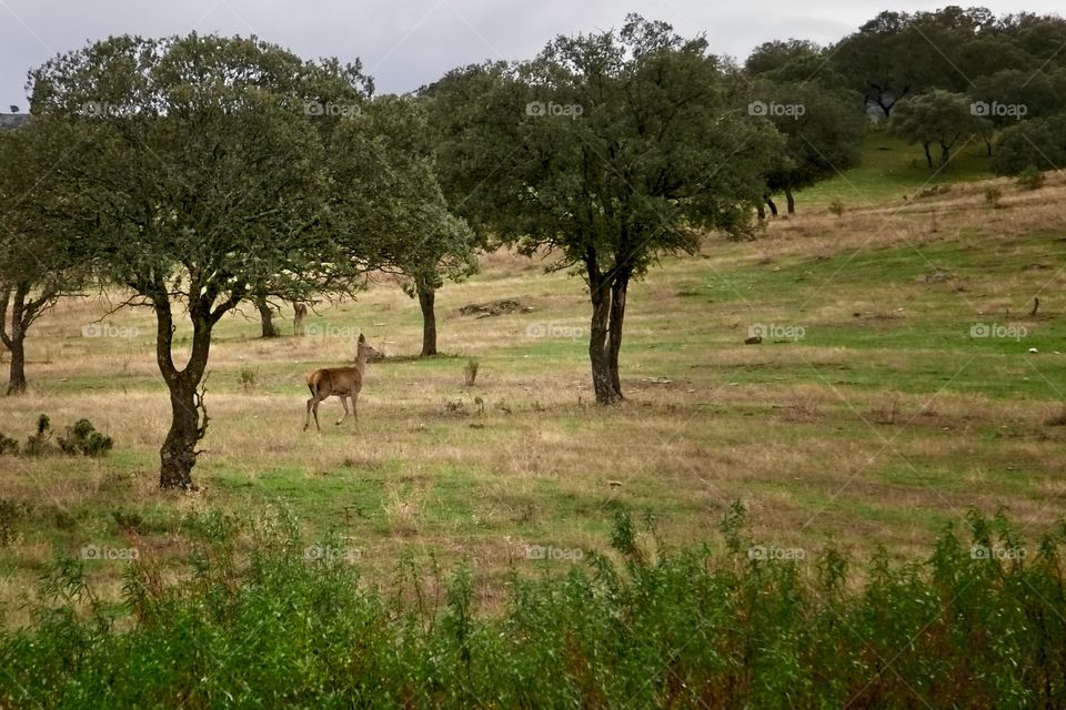 A deer in freedom in a pasture