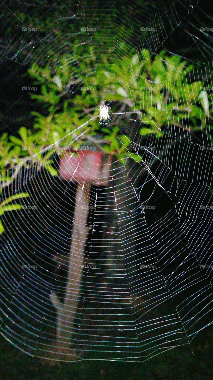 spider web at night red bird feeder background
