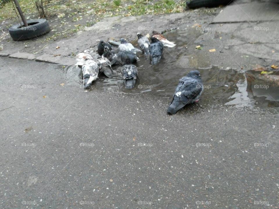 a flock of pigeons bathing in a rain puddle