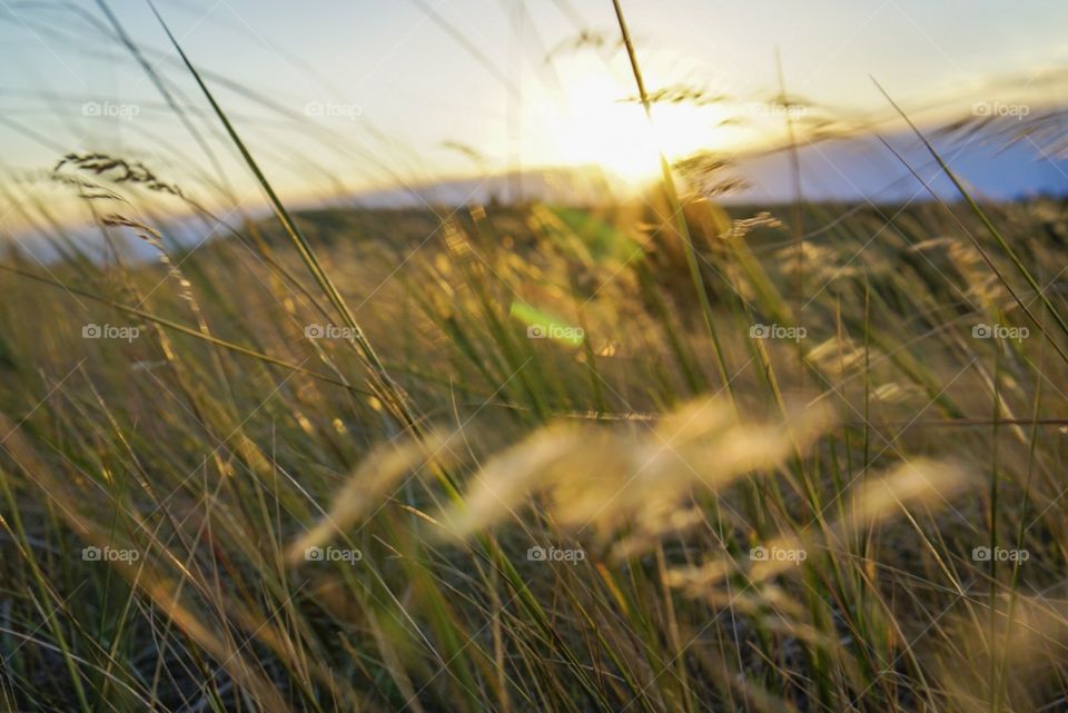Wheat Grass Field Landscape