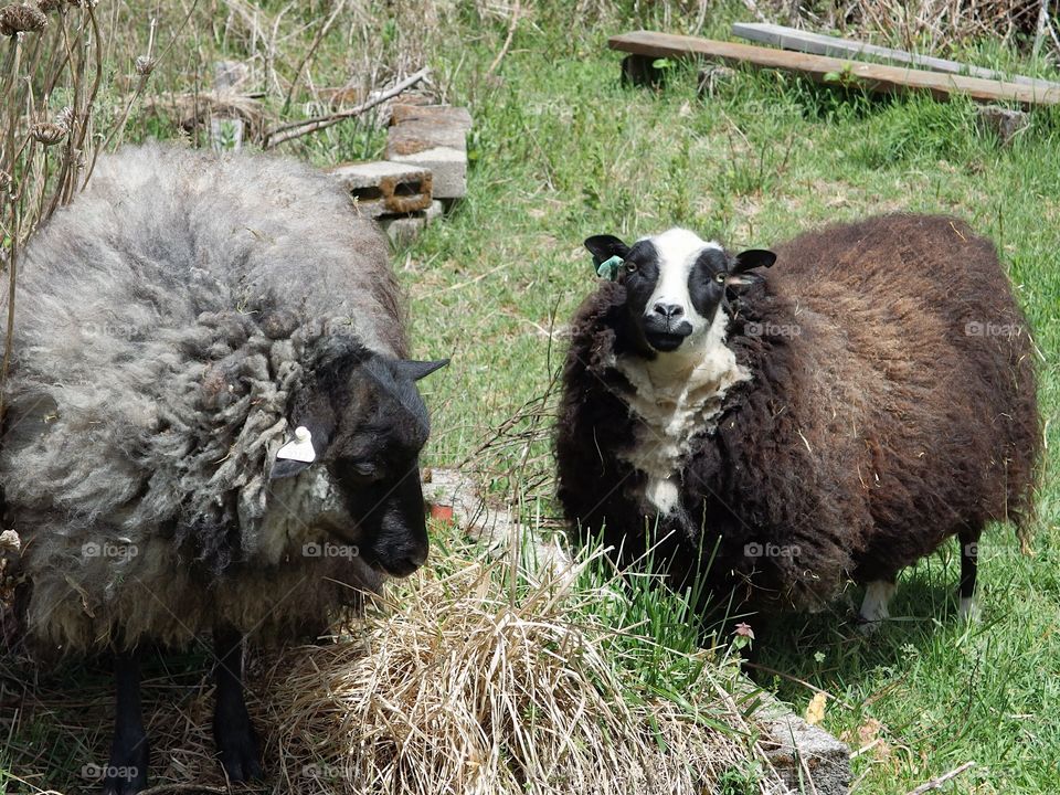 Sheep with full and colorful wool coats ready for spring shearing graze in a pasture on a farm in rural Lane County in Western Oregon. 