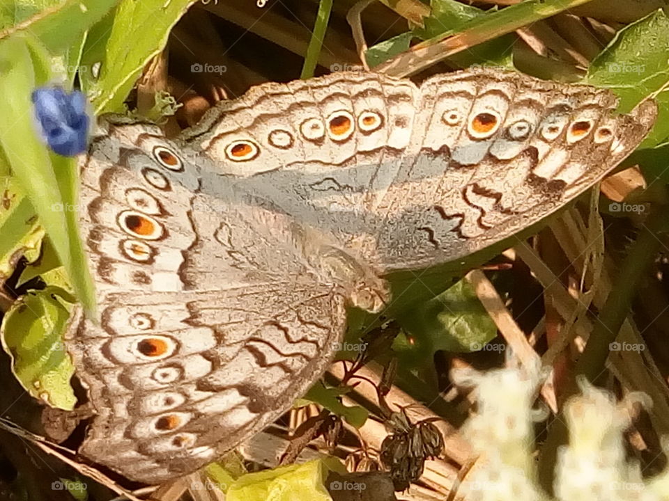 butterfly 2018-01-22 006 
#আমার_চোখে #আমার_গ্রাম #nature #butterfly #animalia #arthropoda #insecta #lepidoptera