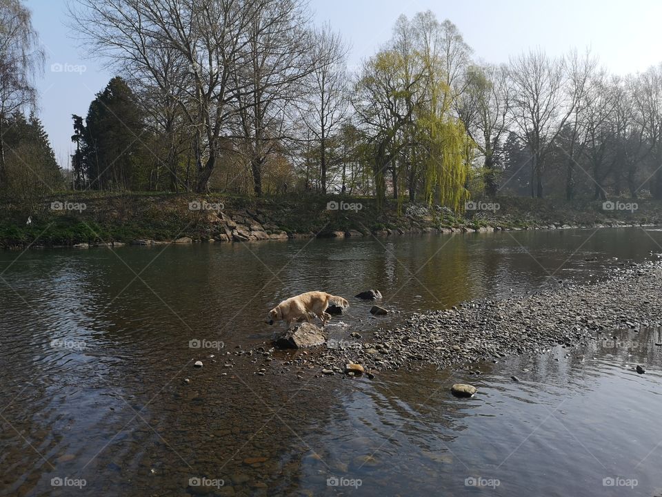 golden retriever dog playing in a river on a sunny day