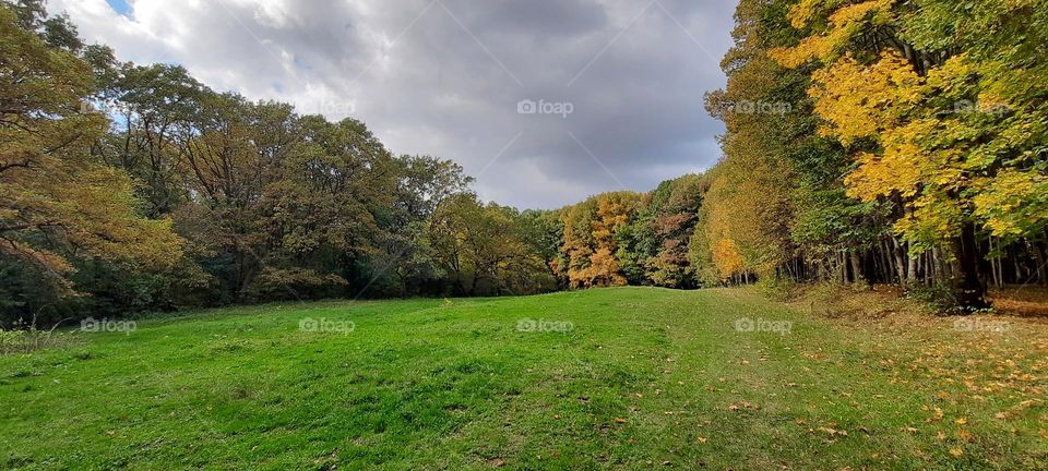 Autumn day in the forest