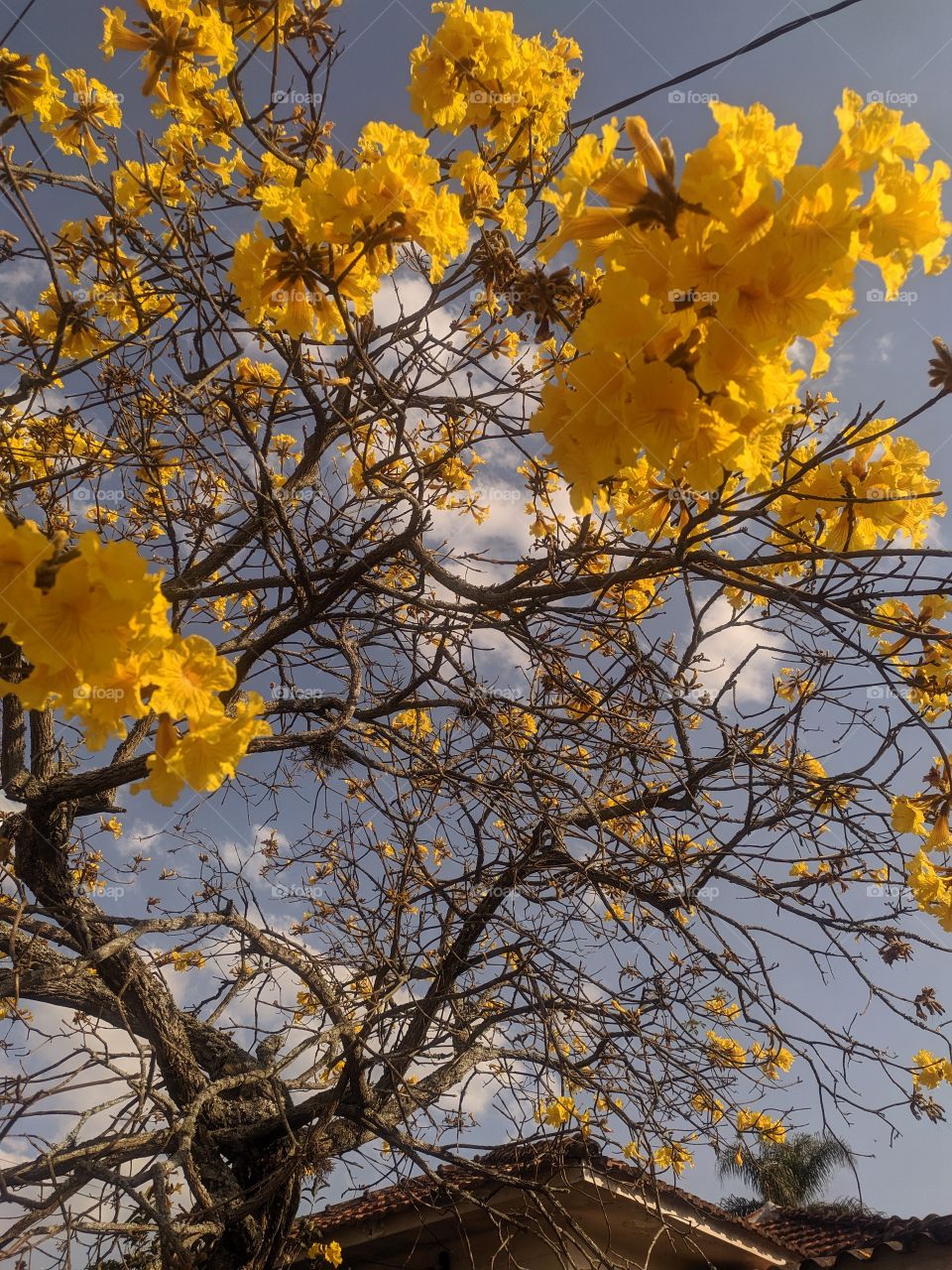 Yellow Ipe. Tabebuia serratifolia